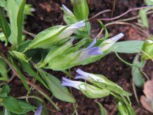 翼萼龍膽 翼萼龍膽