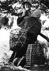 《日本昆蟲記》