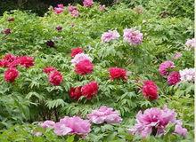 null[安徽省地級市]