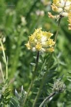 長苞黃花棘豆 長苞黃花棘豆