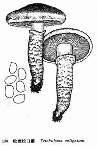 歐洲鬆口蘑 歐洲鬆口蘑