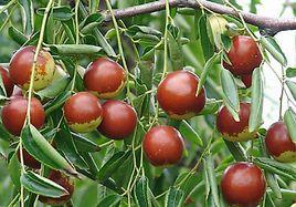 小口大棗 小口大棗