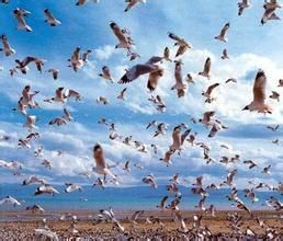 興凱湖國家級自然保護區 興凱湖國家級自然保護區