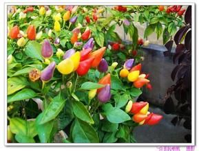 五彩椒 五彩椒