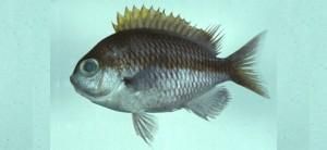 東海光鰓魚 東海光鰓魚