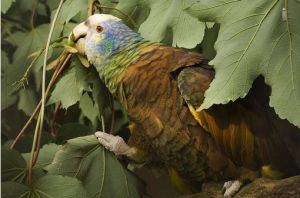 聖文森亞馬孫鸚哥