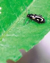 糙胸瘦跳甲 糙胸瘦跳甲