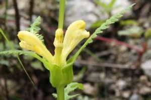 大王馬先蒿 大王馬先蒿