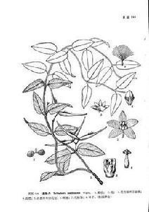 綿毛娃兒藤[綿毛娃兒藤]