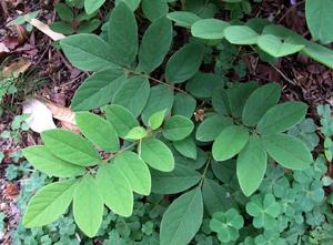 香港崖豆 香港崖豆