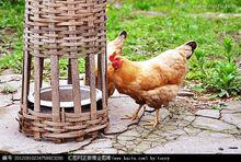 鄉村飼養的母雞