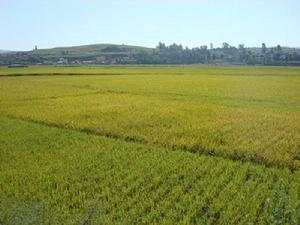 中麥場村種植業<a name="ref_[7]"></a>