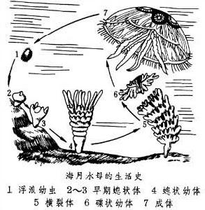 缽水母綱   boshuimu gang缽水母綱 海月水母的生活史