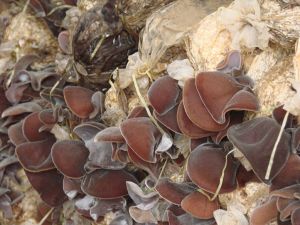 稻草栽培黃背木耳 稻草栽培黃背木耳