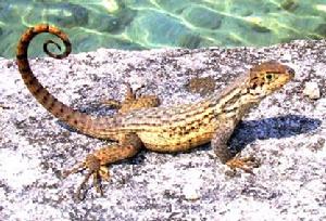 嵴尾蜥科 嵴尾蜥科