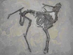 柯氏柄杯鹿 柯氏柄杯鹿