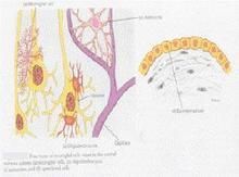 腺垂體功夫能減退症 腺垂體功夫能減退症