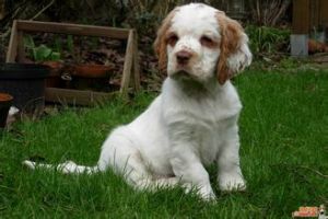 克倫伯犬 克倫伯犬