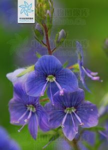 石蠶葉婆婆納 石蠶葉婆婆納