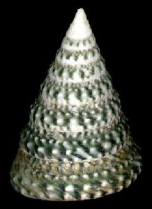 三連鐘螺 三連鐘螺