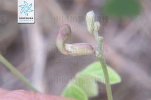 大翼豆屬 大翼豆屬