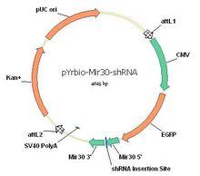 pYrbio-Mir30-shRNA質粒圖譜