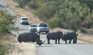 克魯格國家公園