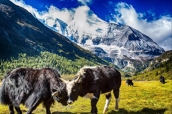 如果你恨一個人,就帶Ta去稻城亞丁!