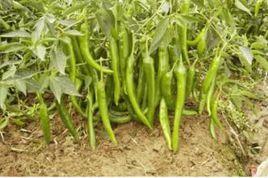 辛香二號 辛香二號