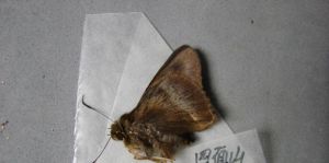 無斑趾弄蝶 無斑趾弄蝶