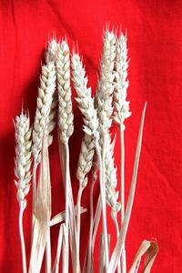 山農31號 山農31號