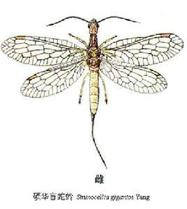 碩華盲蛇蛉