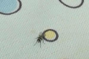 蒼蠅[雙翅目蠅科動物]