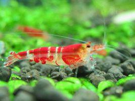 水晶蝦[節肢動物]