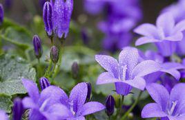 花語[用花表達的語言]