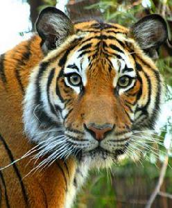 馬來亞虎 馬來亞虎