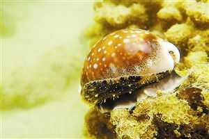 扁緣綬貝 扁緣綬貝