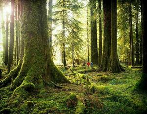 太平洋海岸雨林[地理區域]