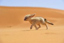 耳廓狐沙漠野性奔跑