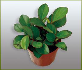 紫邊碧玉 紫邊碧玉