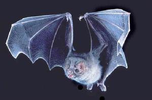 米島伏翼 米島伏翼