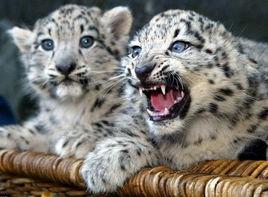 世界雪豹日 世界雪豹日