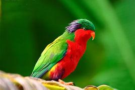 孔氏吸蜜鸚鵡 孔氏吸蜜鸚鵡