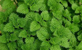 檸檬薄荷 檸檬薄荷