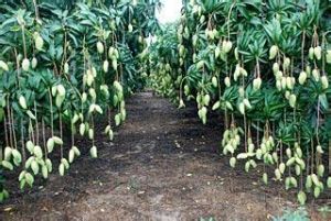 許家院村 許家院村