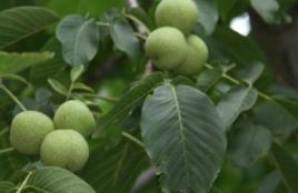 青胡桃果 青胡桃果