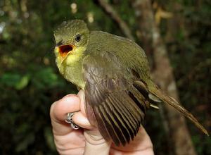 小旋木鵯 小旋木鵯