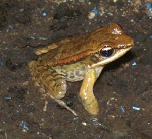 眼斑棘蛙 眼斑棘蛙