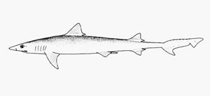 台灣副沙條鯊 台灣副沙條鯊