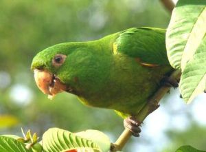 白眼錐尾鸚鵡哥倫比亞亞種 白眼錐尾鸚鵡哥倫比亞亞種